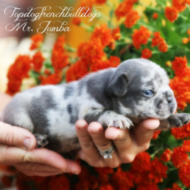 PAST PUPPY - NOT FOR SALE Merle French Bulldog For Sale