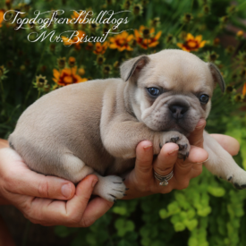 PAST PUPPY - NOT FOR SALE Mini French Bulldog Puppies