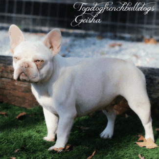 Geisha When She Was Still Young Platinum Frenchie breeders near me
