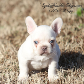 PAST PUPPY - NOT FOR SALE White French Bulldog Puppies