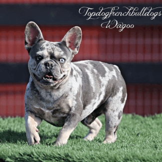 Our Blue Tri Merle Frenchie, Wagoo akc french bulldog breeders