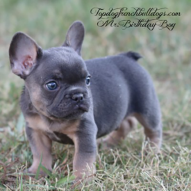 Past French Bulldog Puppies 33 Past French Bulldog Puppies birthday boy french bulldog frenchie for sale puppies pup