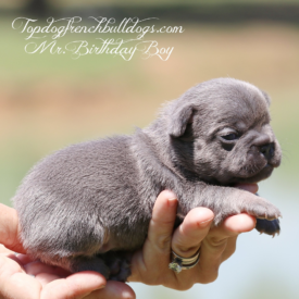 Past French Bulldog Puppies 26 Past French Bulldog Puppies birthday boy french bulldog frenchie for sale puppies puppy breeder