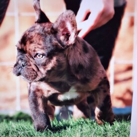 Past French Bulldog Puppies 9 Past French Bulldog Puppies blue french bulldog price