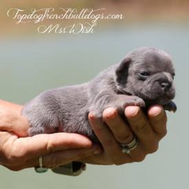 Past French Bulldog Puppies 10 Past French Bulldog Puppies blue french bulldog puppies for sale
