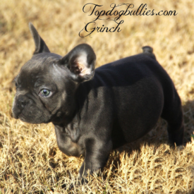 PAST PUPPY, NOT FOR SALE blue french bulldogs for sale