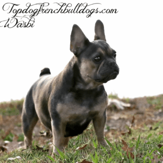 My Adorable Wasabi blue merle french bulldog price