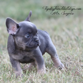 Past French Bulldog Puppies 56 Past French Bulldog Puppies blue tri french bulldog akc frenchie puppies for sale