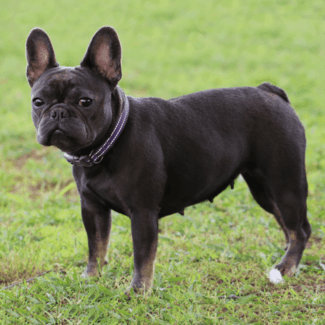 Sweet Girl Prissy blue tri french bulldog breeders