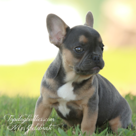 Past French Bulldog Puppies 50 Past French Bulldog Puppies blue tri french bulldogs for sale