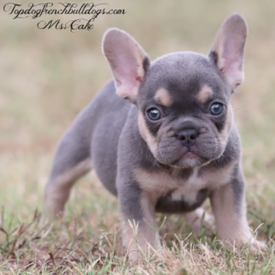 Past French Bulldog Puppies 36 Past French Bulldog Puppies cake frenchbulldog lilac tri blue tri frenchie puppies for sale