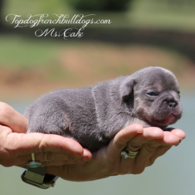 Past French Bulldog Puppies 18 Past French Bulldog Puppies cake lilac tri french bulldog puppies for sale Frenchie