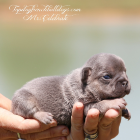 Past French Bulldog Puppies 29 Past French Bulldog Puppies celebrate french bulldog frenchie breeder for sale puppy puppies