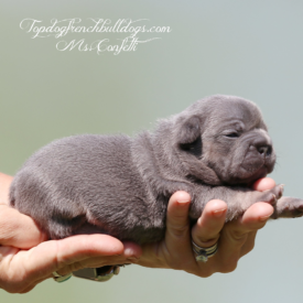 Past French Bulldog Puppies 13 Past French Bulldog Puppies confetti blue tri lilac tri french bulldog frenchie puppy for sale breeder