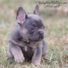 Past French Bulldog Puppies 42 Past French Bulldog Puppies confetti blue tri lilac tri frenchie puppies for sale french bulldog breeder