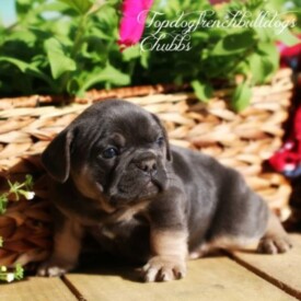 Past French Bulldog Puppies 58 Past French Bulldog Puppies craigslist french bulldog