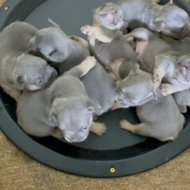 Past French Bulldog Puppies 49 Past French Bulldog Puppies fluffy french bulldog for sale