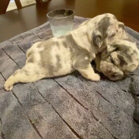 Past French Bulldog Puppies 16 Past French Bulldog Puppies french bulldog breeders near me