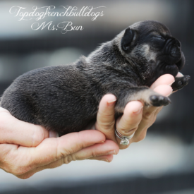 PAST PUPPY - NOT FOR SALE French Bulldog Breeders Near Me