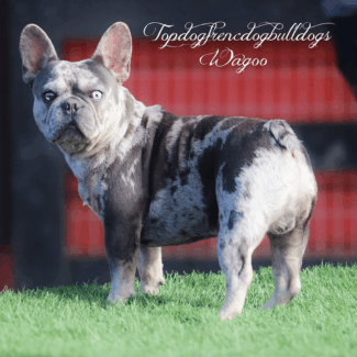 What's He Thinking About?! french bulldog merle price