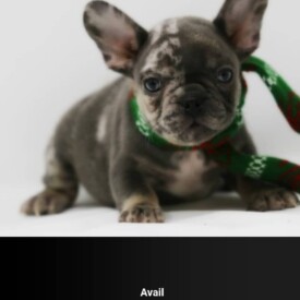 Past French Bulldog Puppies 3 Past French Bulldog Puppies french bulldog price