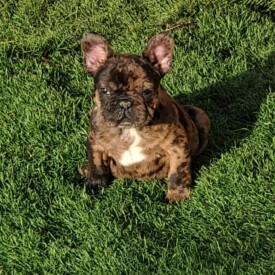 Past French Bulldog Puppies 5 Past French Bulldog Puppies french bulldog puppies for adoption