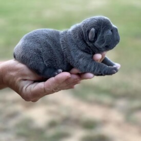 Past French Bulldog Puppies 21 Past French Bulldog Puppies french bulldog puppies near me