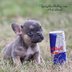 Past French Bulldog Puppies 55 Past French Bulldog Puppies french bulldog puppies price