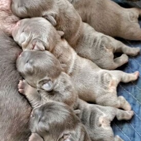 Past French Bulldog Puppies 30 Past French Bulldog Puppies french bulldog puppy price