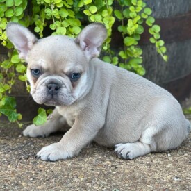 Past French Bulldog Puppies 31 Past French Bulldog Puppies french bulldogs near me