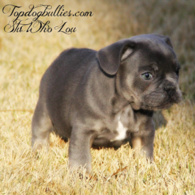 PAST PUPPY - NOT FOR SALE frenchbulldog puppies
