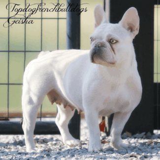 Beautiful Platinum Frenchie Geisha frenchie breeders near me