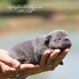 Past French Bulldog Puppies 46 Past French Bulldog Puppies gift french bulldog frenchie blue puppy puppies for sale breeder