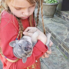 Past French Bulldog Puppies 2 Past French Bulldog Puppies grey french bulldog puppy