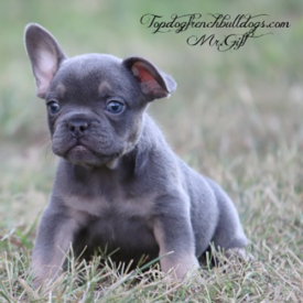 Past French Bulldog Puppies 27 Past French Bulldog Puppies grey mini french bulldog puppies for sale