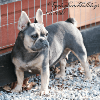 Her Wittle Tail isabella french bulldog for sale
