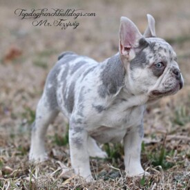Past French Bulldog Puppies 4 Past French Bulldog Puppies lilac fawn french bulldog