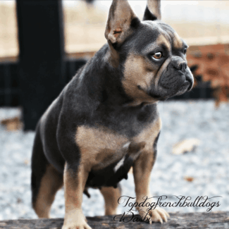 I Just Love Her Expressions lilac french bulldog for sale