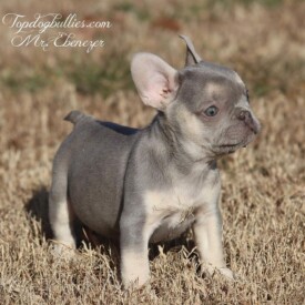 Past French Bulldog Puppies 20 Past French Bulldog Puppies mini french bulldog for sale