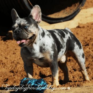 Our Blue Tri Merle Frenchie Stud, Wagoo mini french bulldogs for sale near me