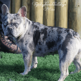 Miss Serious (Not) blue merle tri french bulldog akc