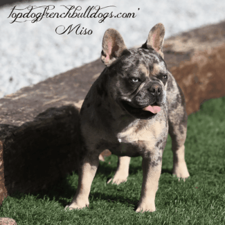 Our Blue Tri Merle Frenchie, Miso blue merle tri frenchie for sale