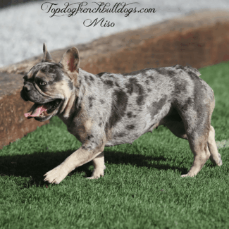 merle tri frenchie for sale merle tri frenchie for sale