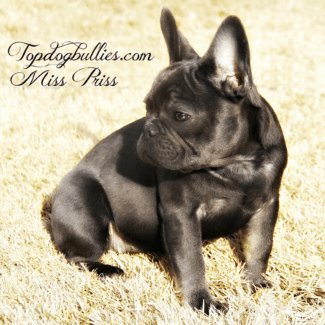 Young Miss Prissy french bulldog tri