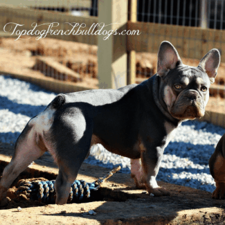 Tiny Little Bulldog Booty lilac male french bulldog frenchie for sale