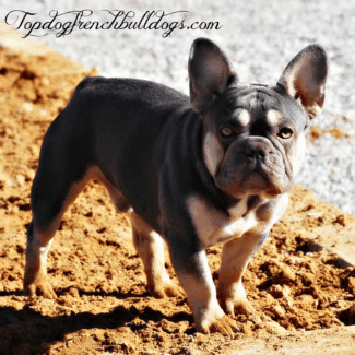 What's He Thinking About? lilac tri male frenchie