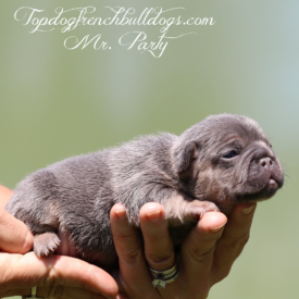 Past French Bulldog Puppies 15 Past French Bulldog Puppies french bulldog frenchie puppies breeder for sale