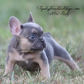 Past French Bulldog Puppies 52 Past French Bulldog Puppies party french bulldog lilac tri blue frenchie puppies breeder for sale