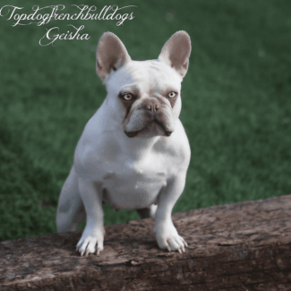 Supermodel Frenchie Geisha platinum french bulldog puppies for sale