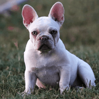 Young Geisha platinum french bulldog puppy
